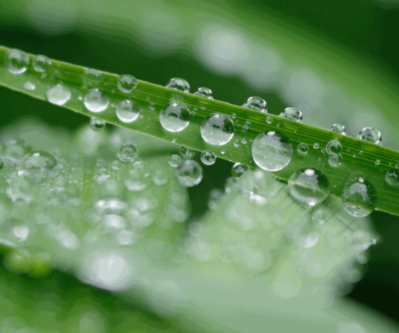 Water drops on green leaves